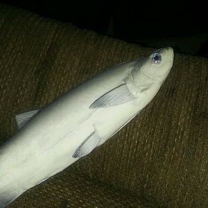 Meet your Posher, Bridgette